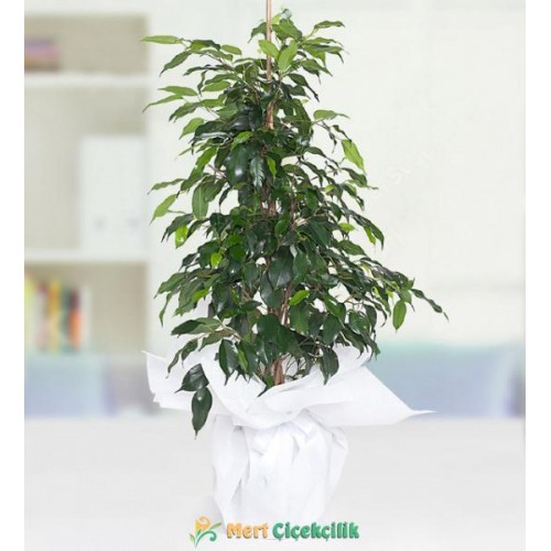 ficus benjamin saksı çiçeği