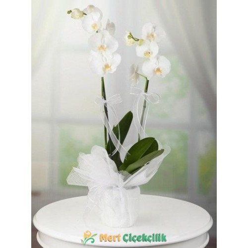 çift dallı beyaz orkide